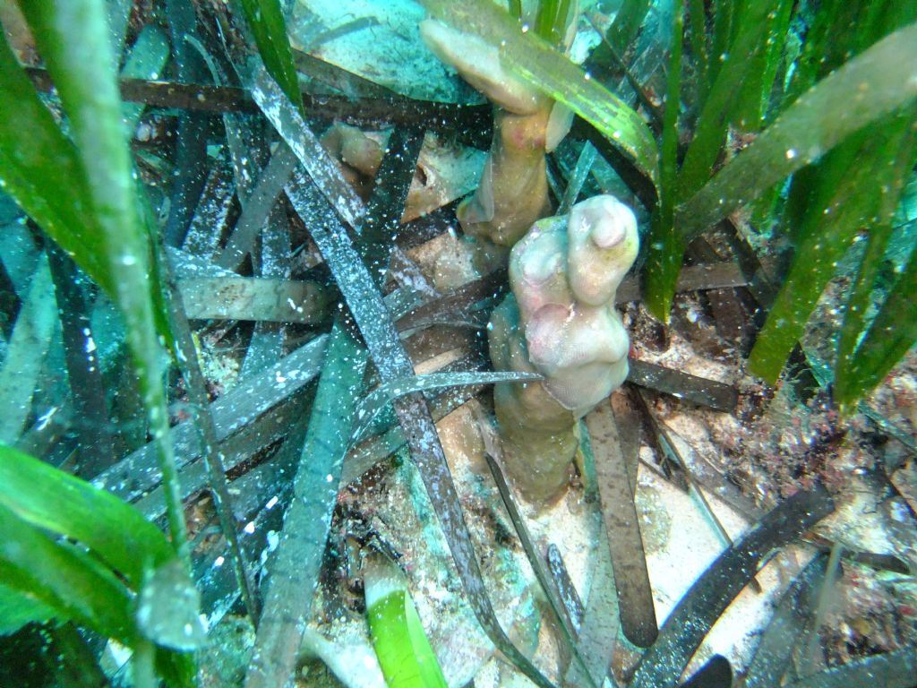 Briozoo intorno a Posidonia (Calpensia nobilis)